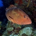 grouper_nassau_rg_lc_v_0354_cay0358.jpg